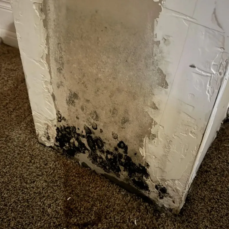 Professional Mold Removal in Winnebago, IL